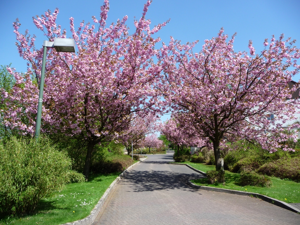 Schönecker Straße